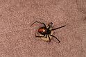 Latrodectus_hasselti_D7216_Z_89_Alexandra hills Brisbane_Australie